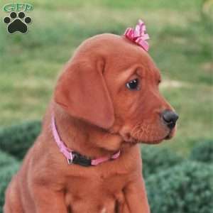 Arizona, Fox Red Labrador Retriever Puppy